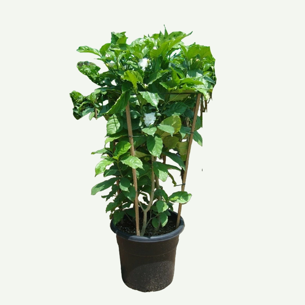 Plant-Size-1200X1200-webp