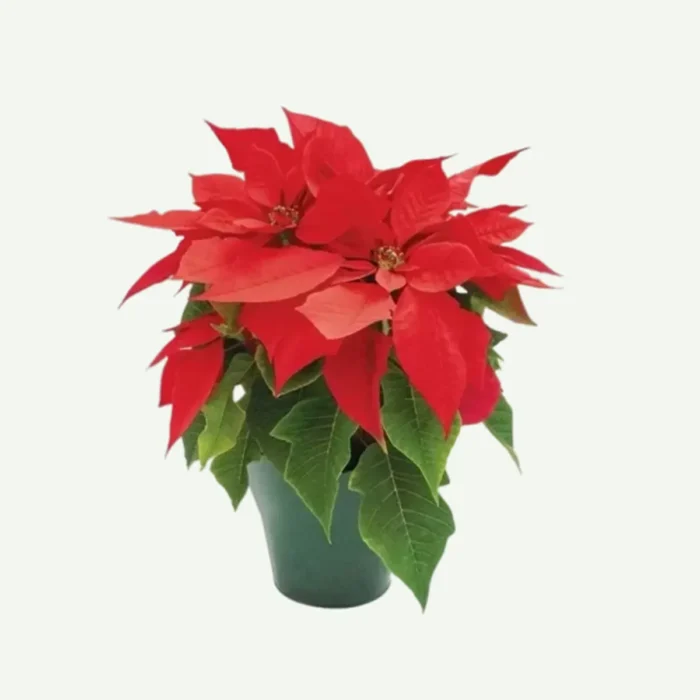 Poinsettia Plant in UAE