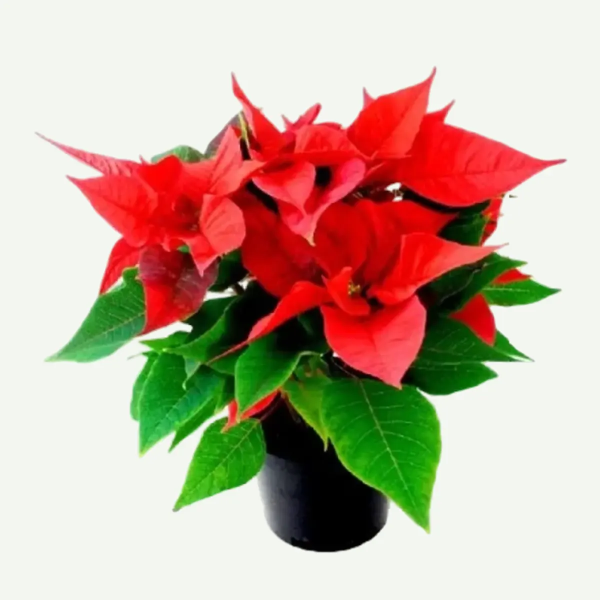 Poinsettia 2