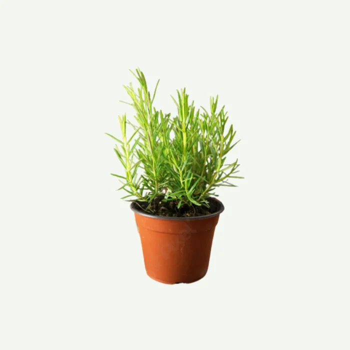 Rosemary (Rosmarinus officinalis) is an aromatic and versatile herb from the Lamiaceae family. SKU: Rosemary - 6L Category: Herbs and Vegetables Free shipping on orders over AED 99 No-Risk Money Back Guarantee! No Hassle Refunds Secure Payments