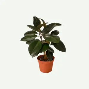 Rubber-Plant.5-300×300