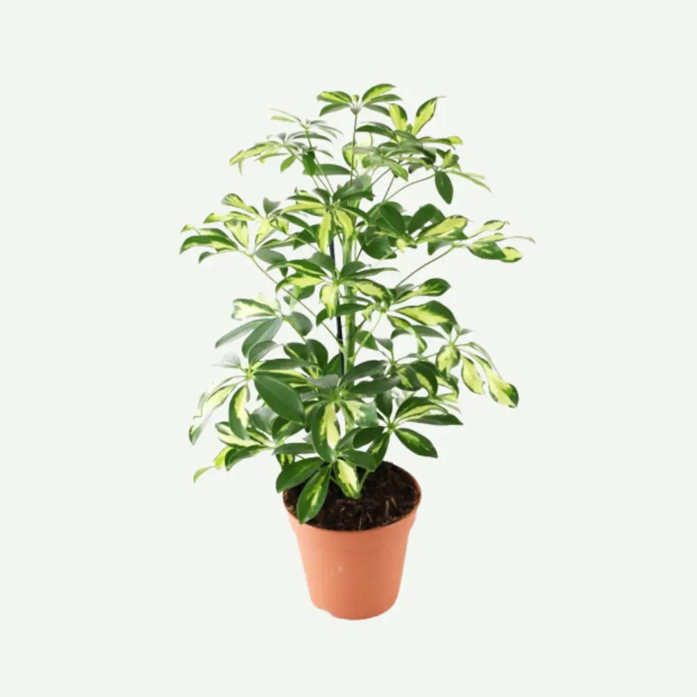 Schefflera-Gold.5