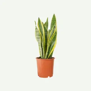 Snake-Plant-Sansevieria.5-300×300