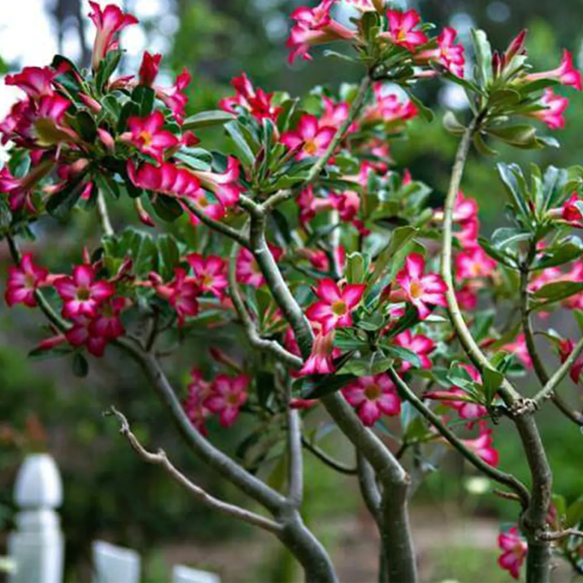 Adenium obesum – (Desert Rose) 10L Pot