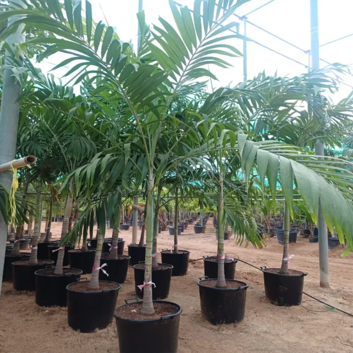 Veitchia Palm Plants in Dubai