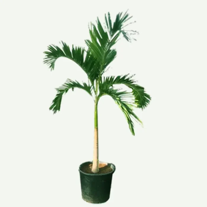 Veitchia Palm Plant in Dubai