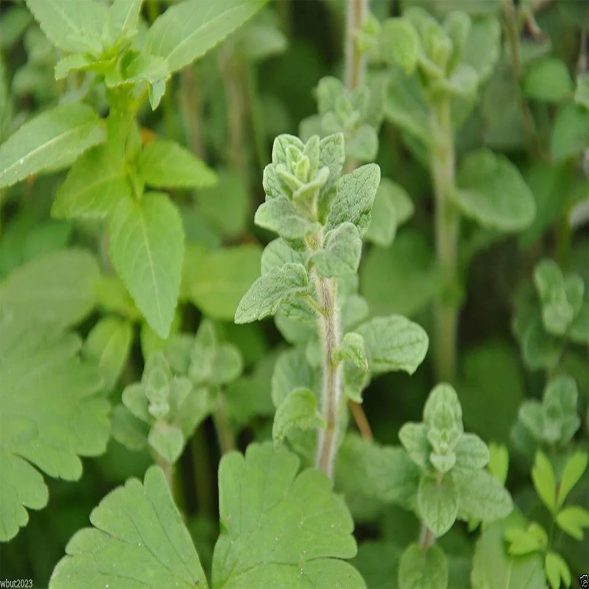 Wild-Zaatar-oregano