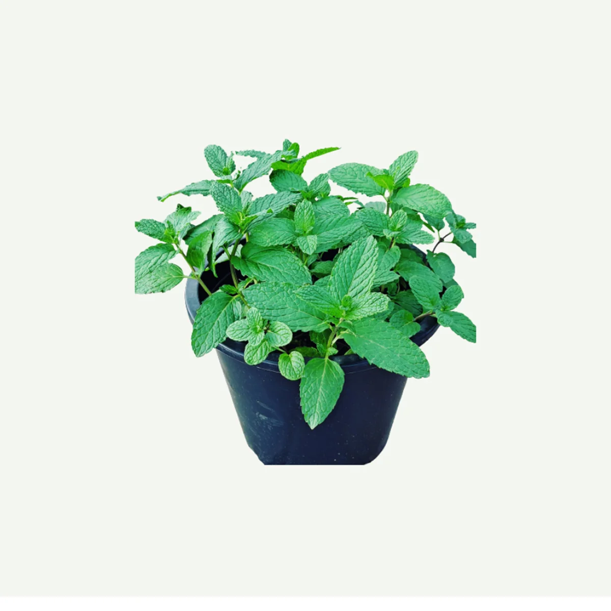 mint-6l plant in dubai