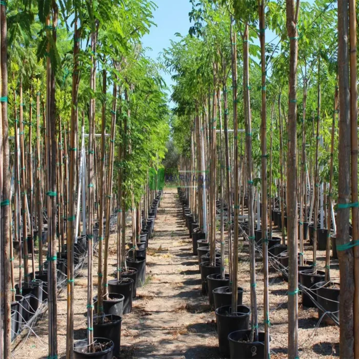 Albizia lebbeck tree in dubai