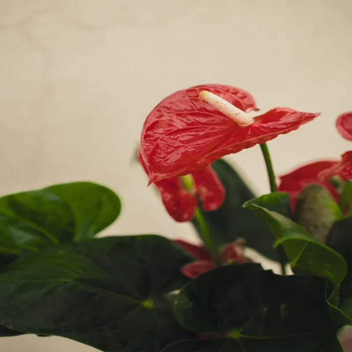 Anthurium plant in dubai