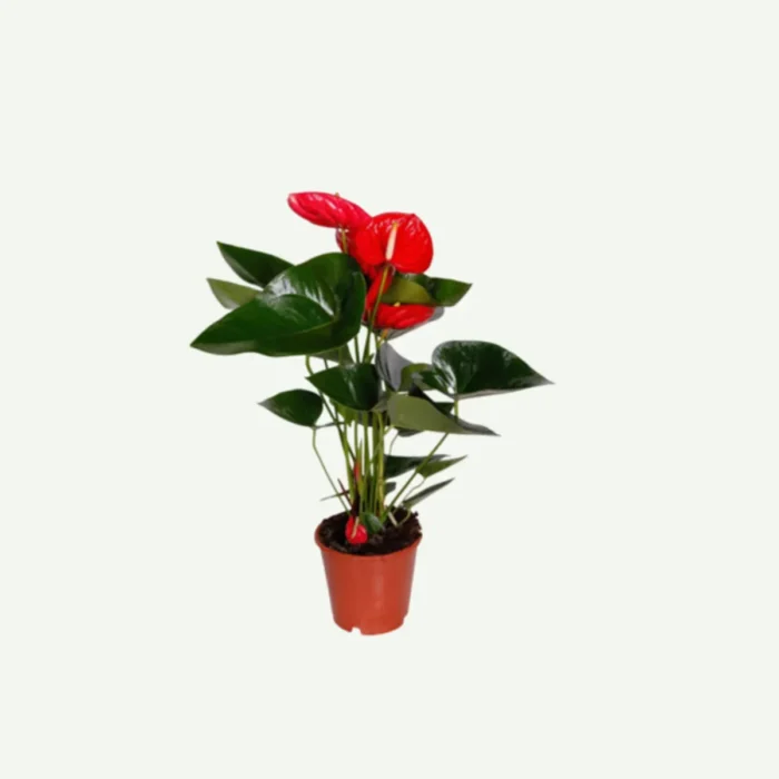 Anthurium price in dubai