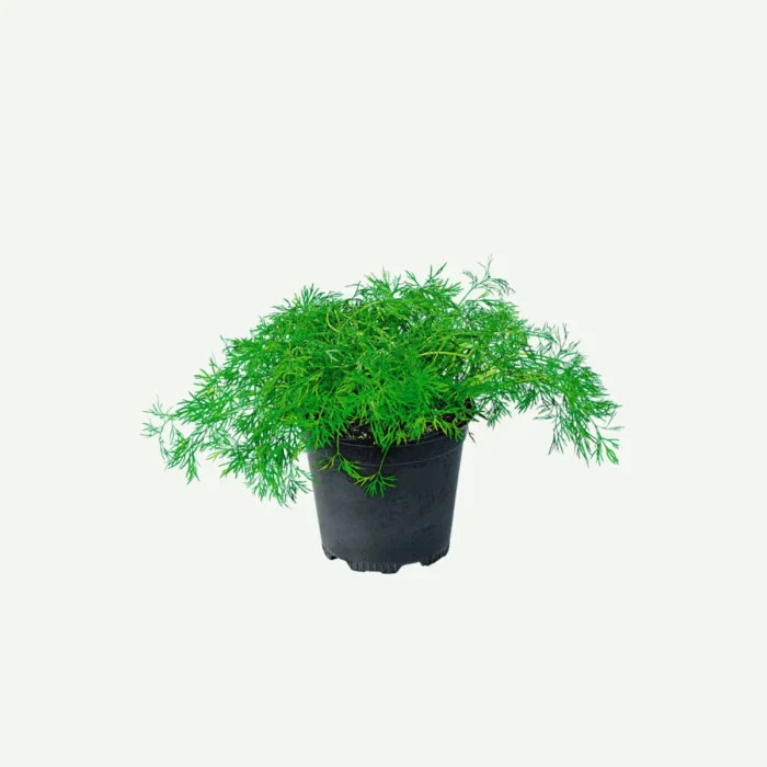 Asparagus fern plant in dubai