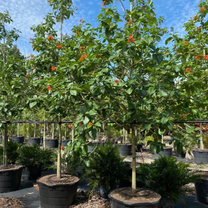 Cordia sebestena tree in dubai