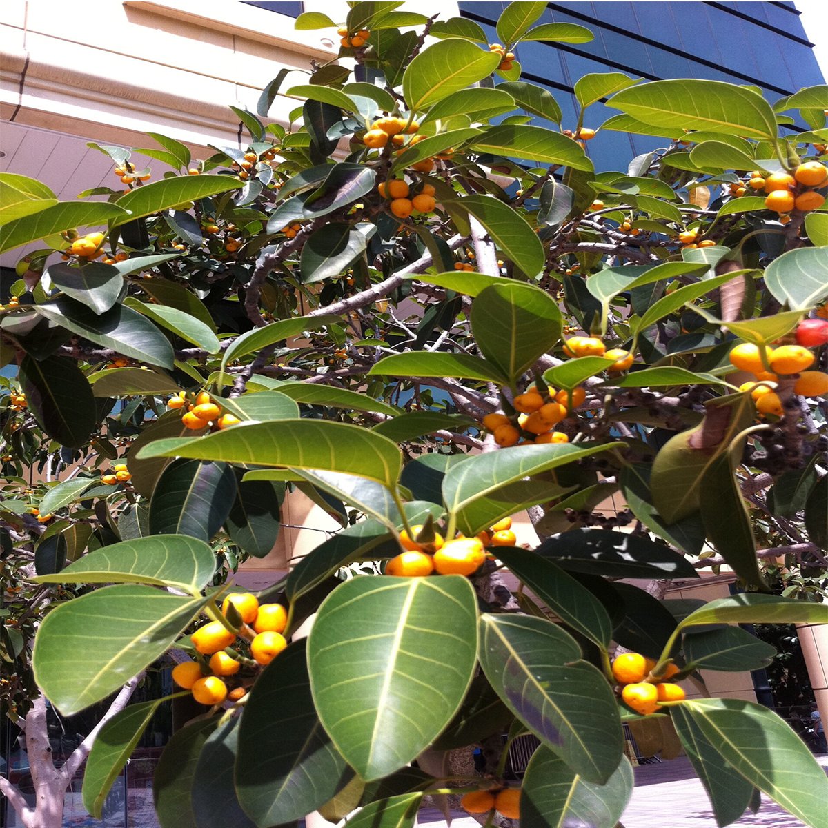 Ficus-altissima plant in dubai