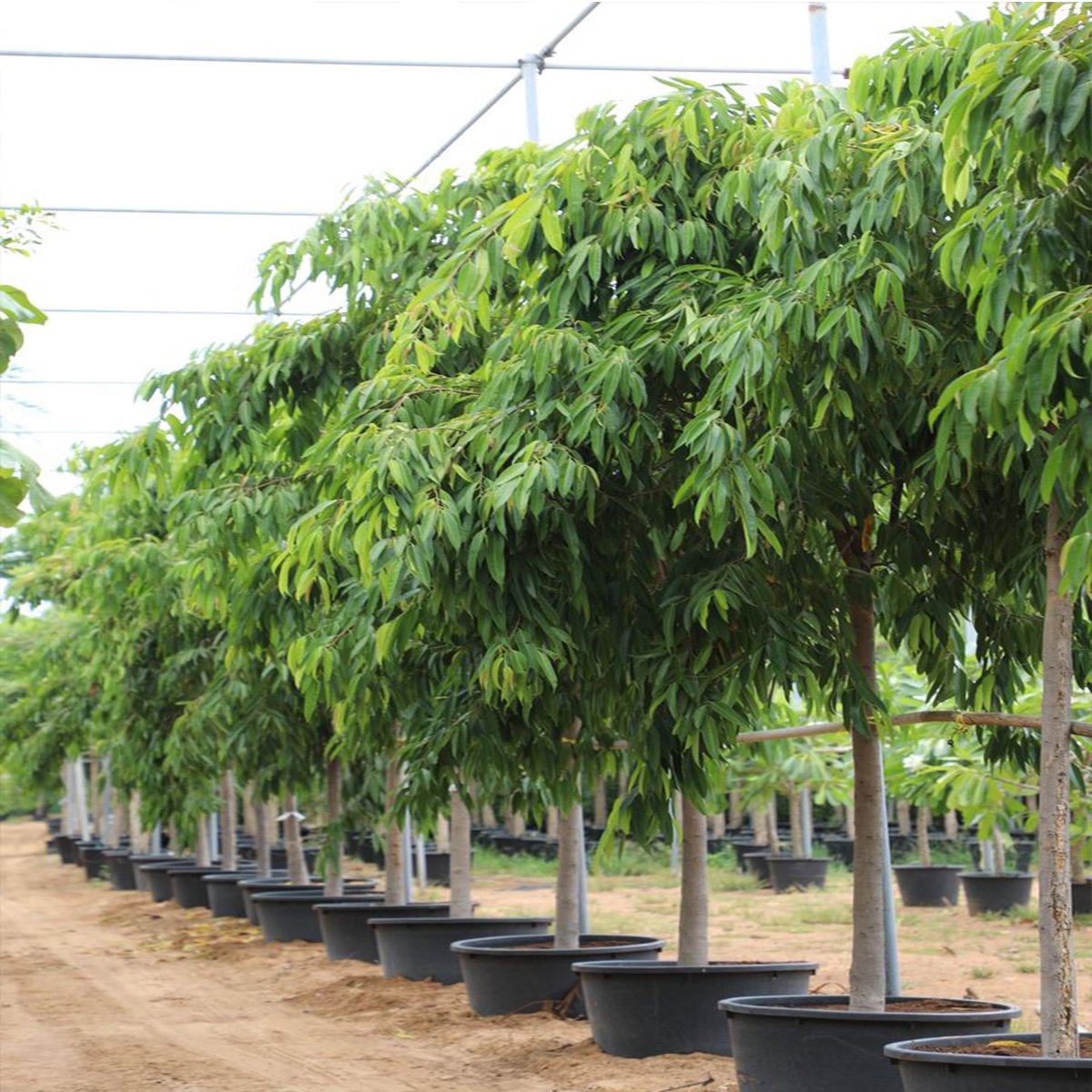 Ficus-amstel-queen plant in dubai