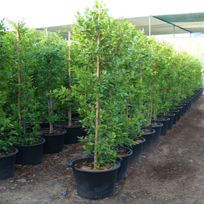 Ficus-nitida-Cone-1.5m