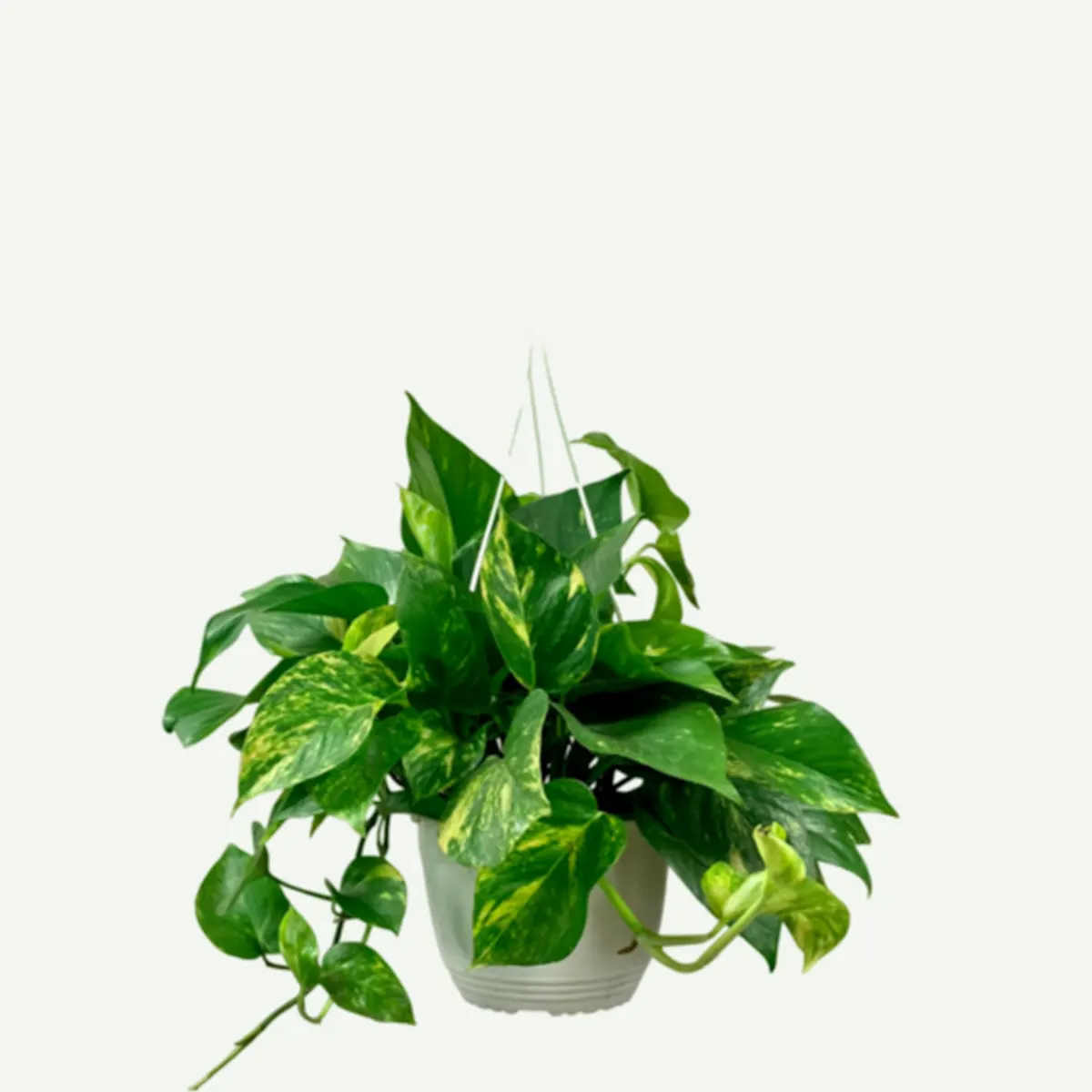 Hanging Money Plant