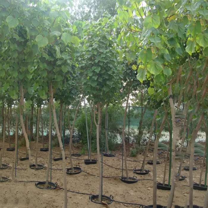 Hibiscus tiliaceus tree in dubai