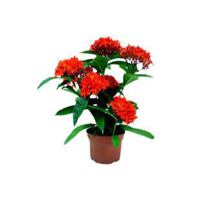 Ixora-Coccinea