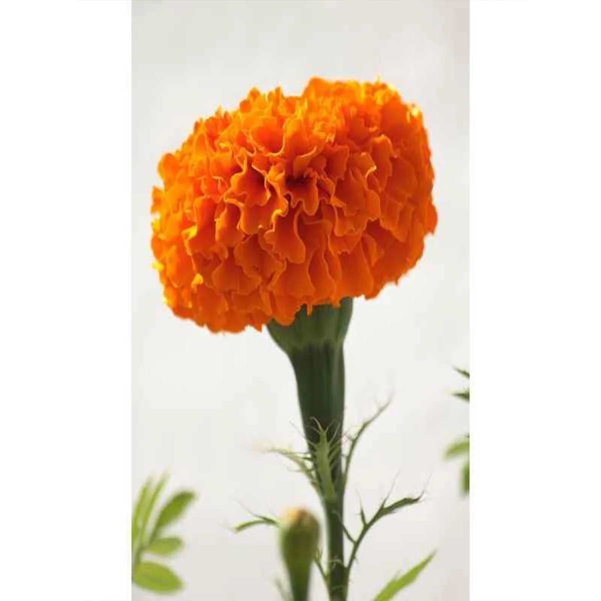 Marigold plant in dubai