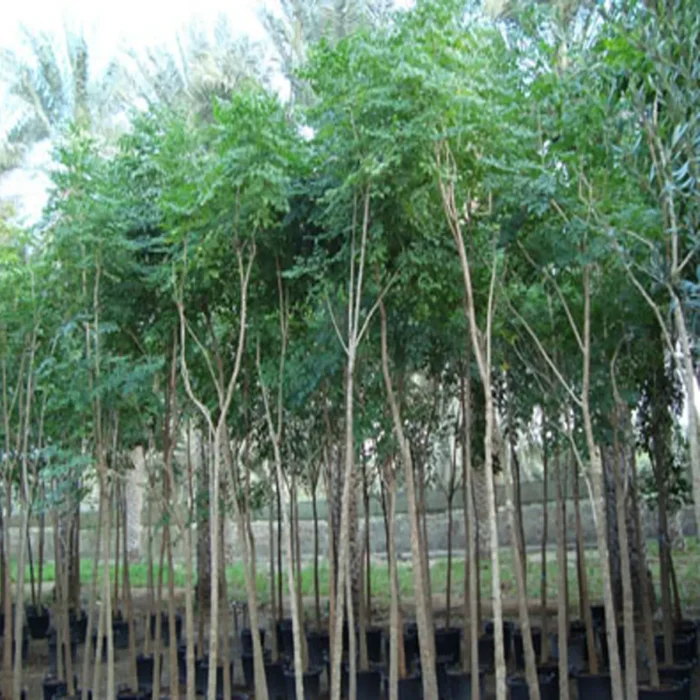 Millingtonia Hortensis tree in dubai