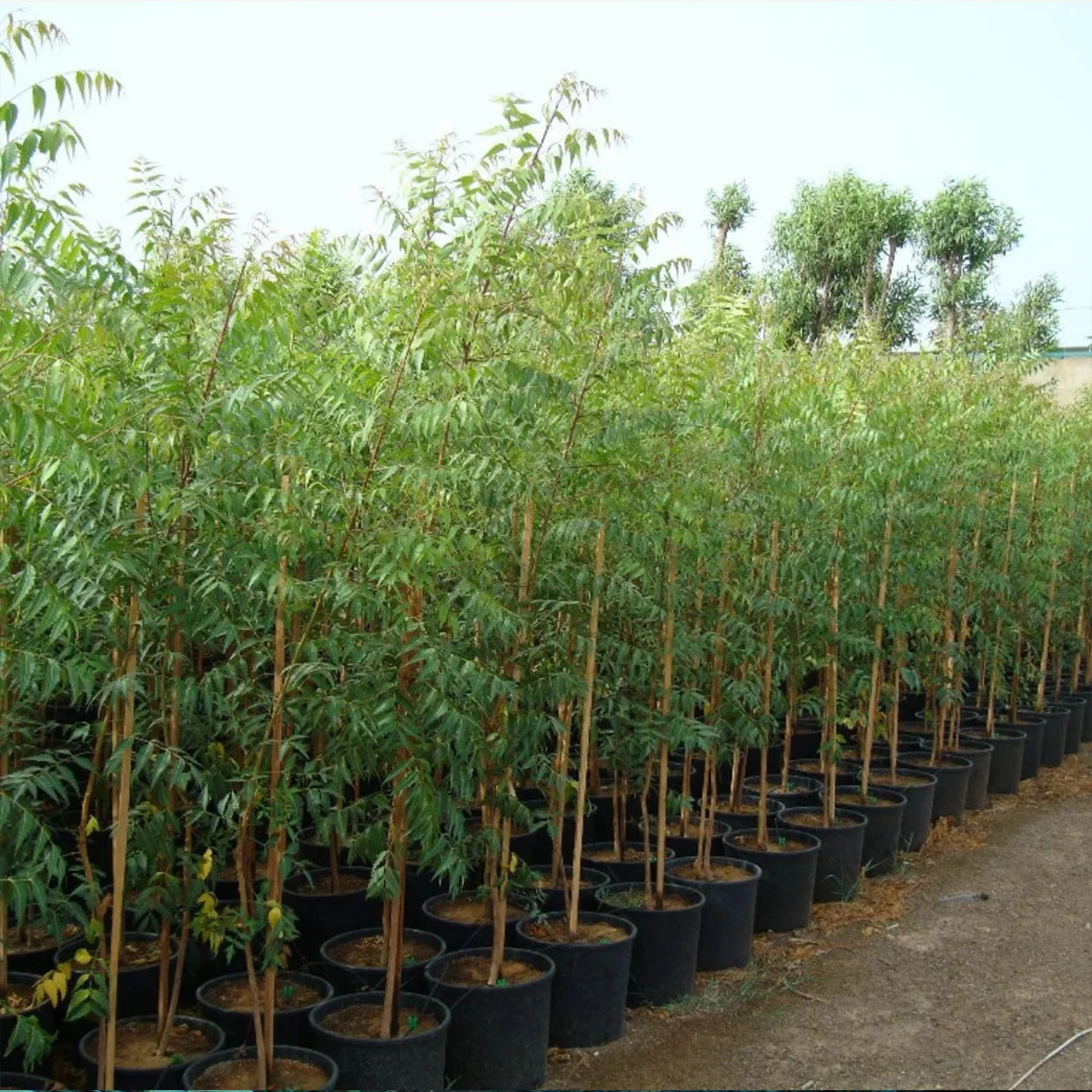 Neem-Tree-Azadirachta-indica plant in dubai