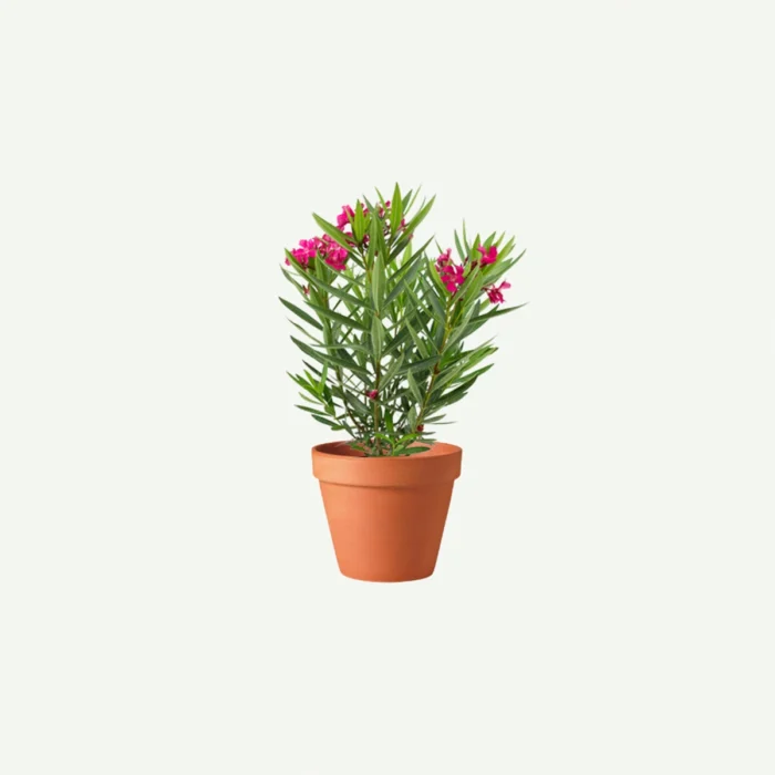 Oleander-Nerium-oleander