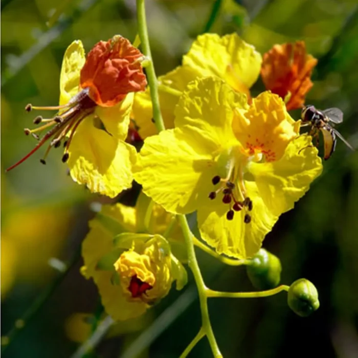 Parkinsonia price in dubai