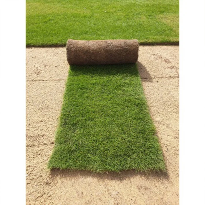 Paspalum-natural-grass