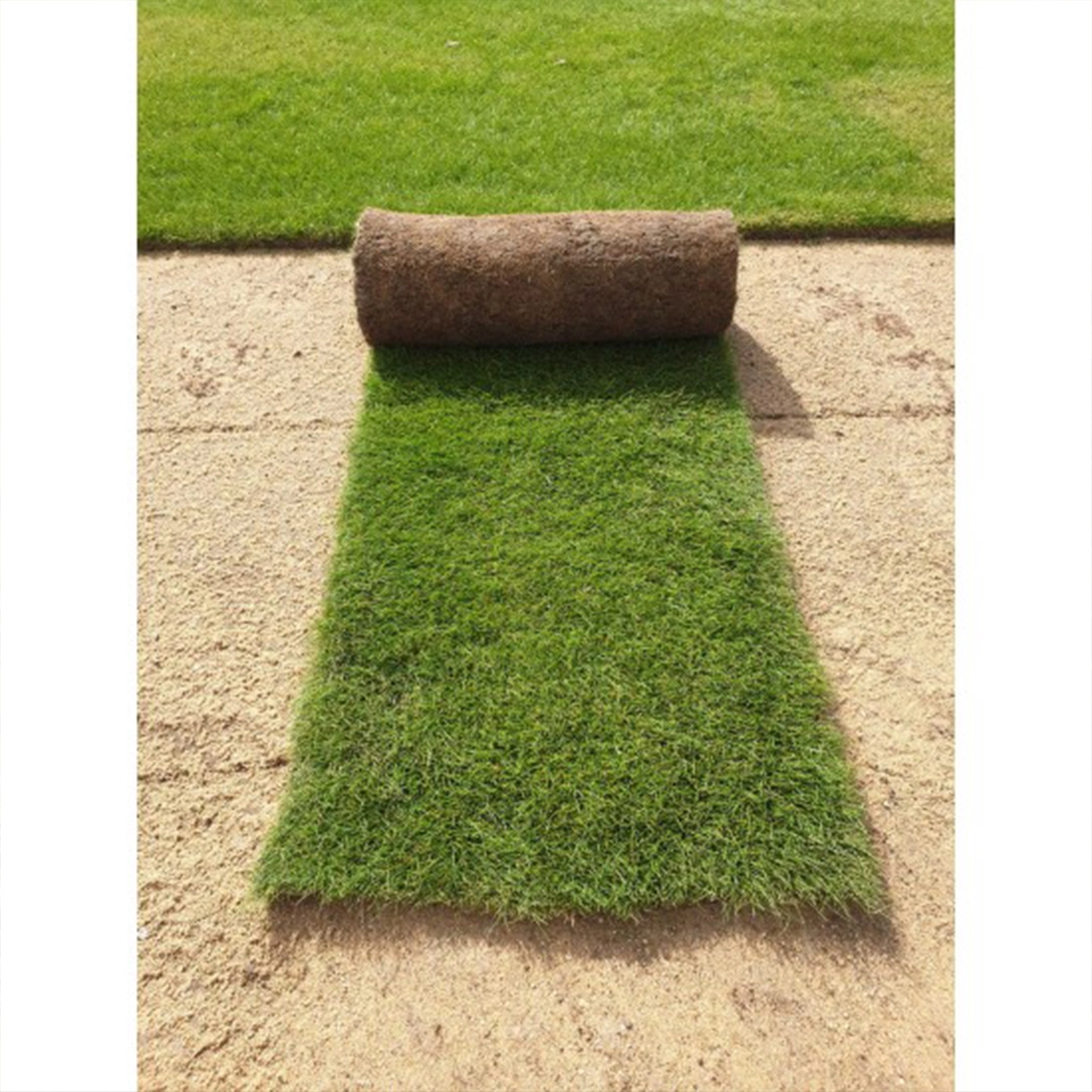 Paspalum-natural-grass in dubai