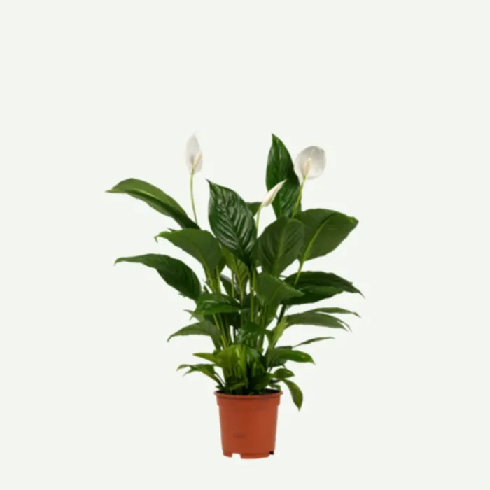 Peace Lily – spathyphyllum plant in dubai