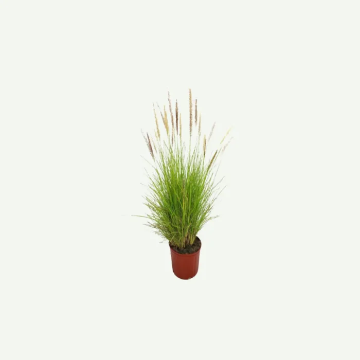 Pennisetum Green-6L plant in dubai