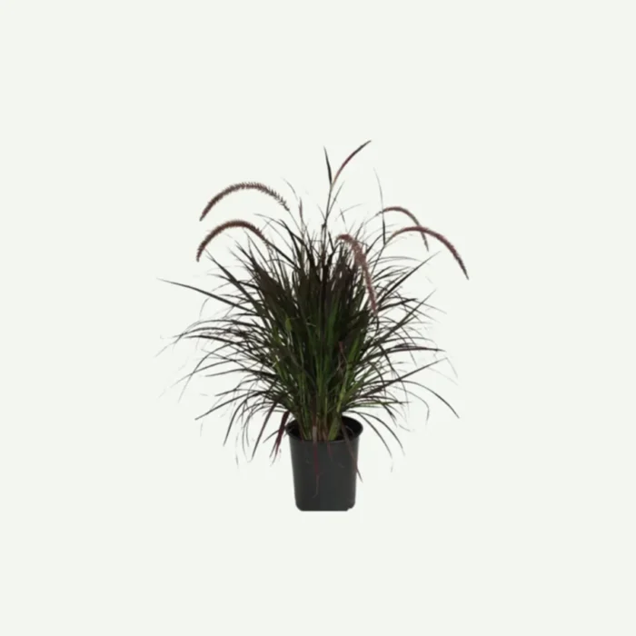 Pennisetum Red-6L plant in dubai