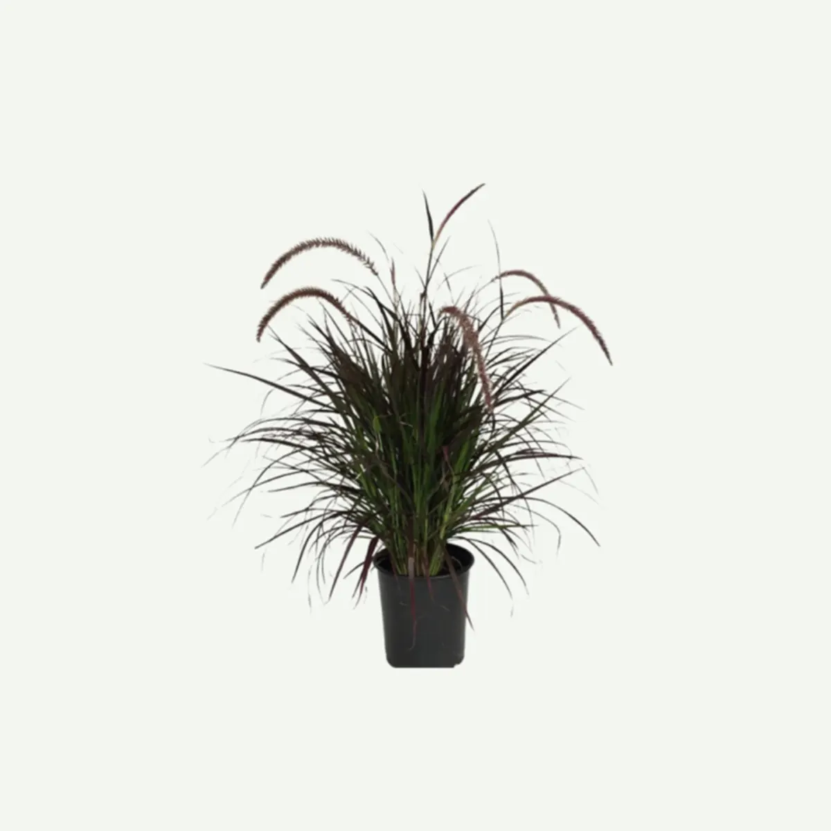 Pennisetum Red-6L