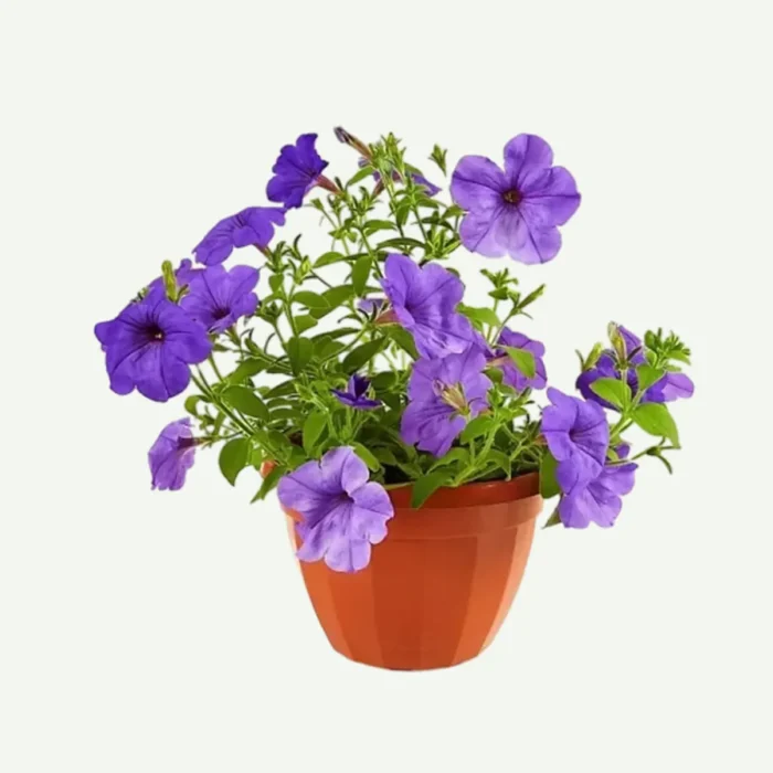 Petunia plant in dubai