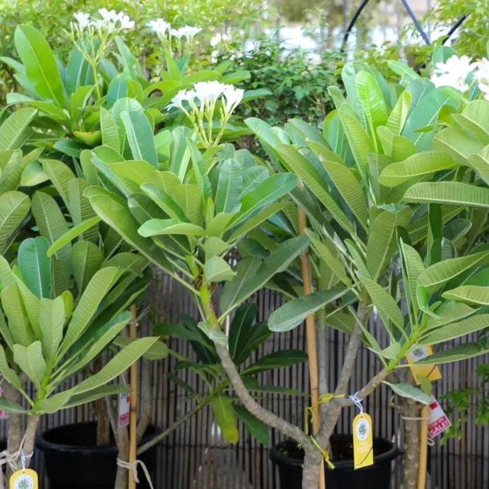 Plumeria Obtusa tree in dubai