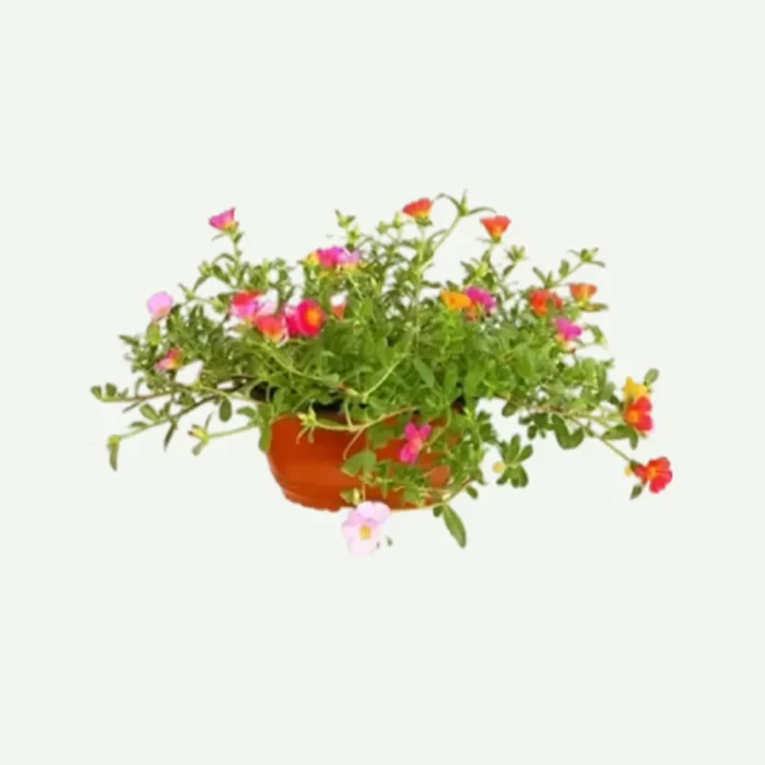 Portulaca -V9 plant in dubai