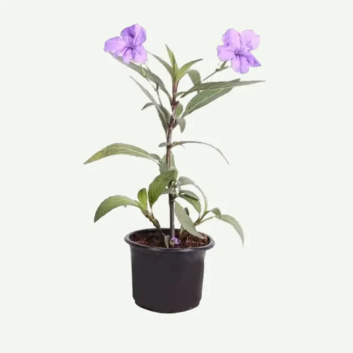 Ruellia-PURPLE plant in dubai