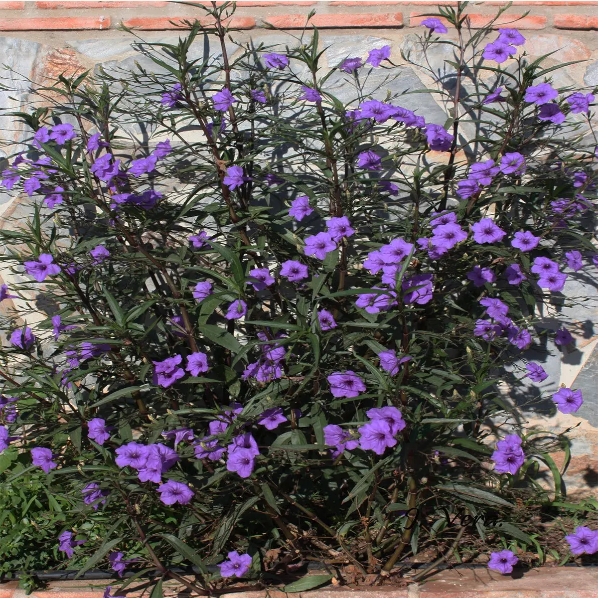 Ruellia purple6L