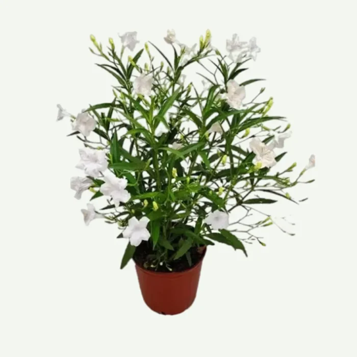 Ruellia white-6L plant in dubai