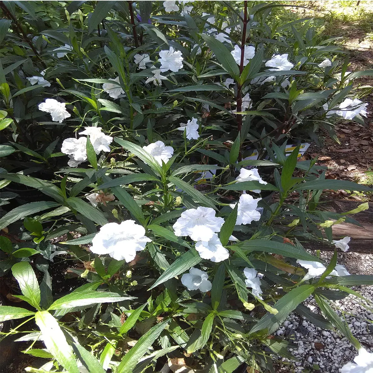 Ruellia white-6L