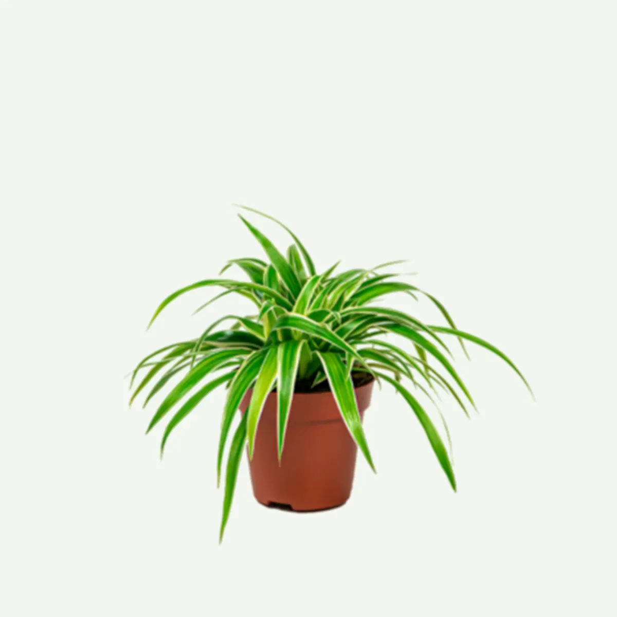 Spider Plant – Chlorophytum