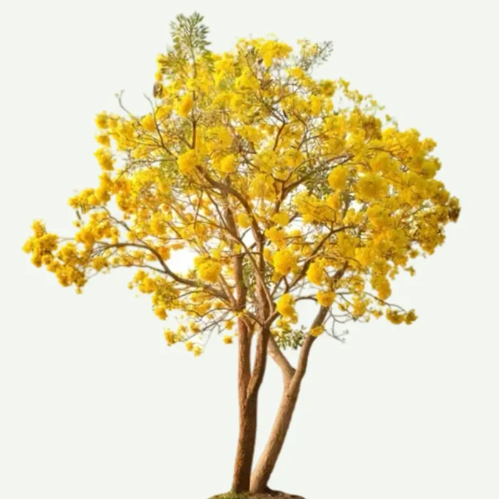 Tabebuia Argentea Plants in UAE