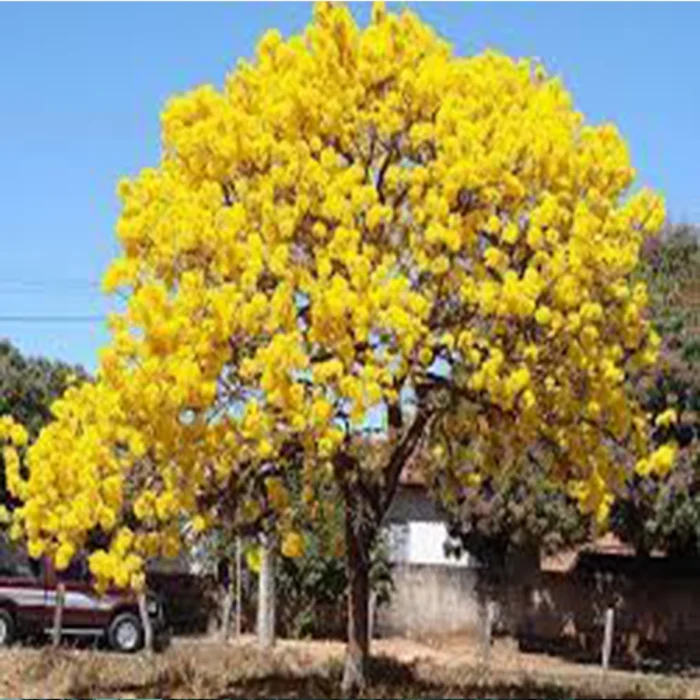 Tabebuia-argentea