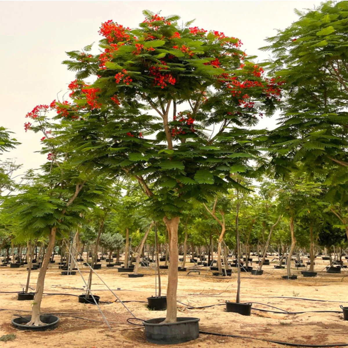 Flame Tree-Delonix regia