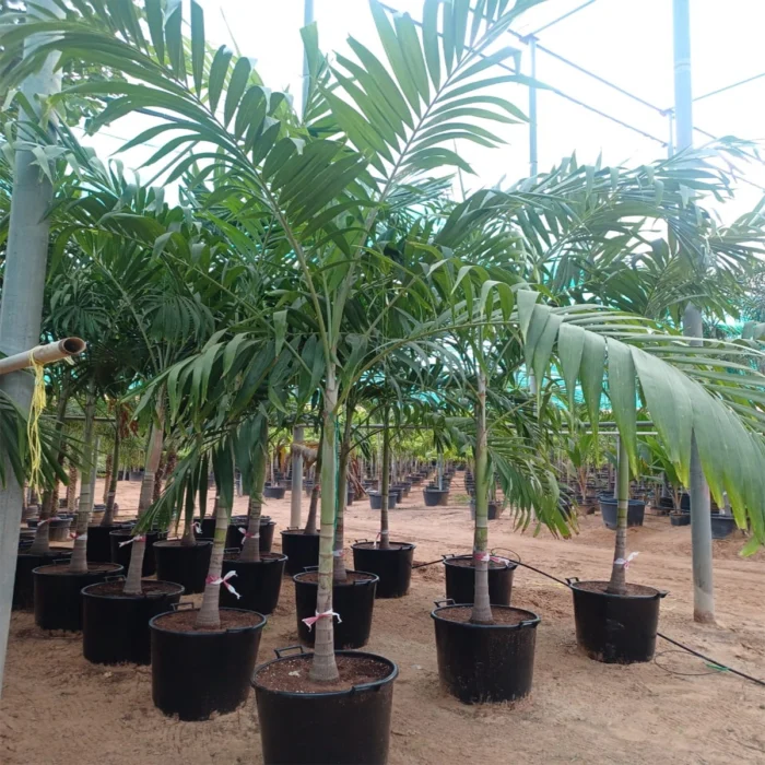 Veitchia-merrillii-Palm-1.5-2m