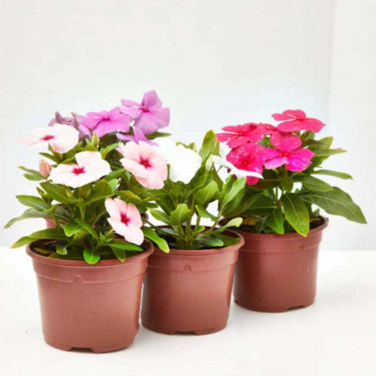 Vinca–periwinkle PLANT IN DUBAI