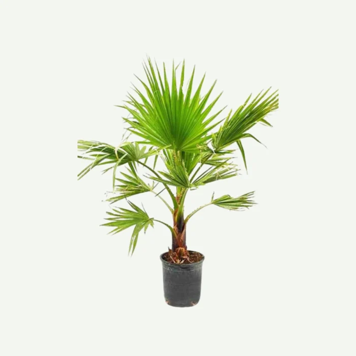 Washingtonia-Palm