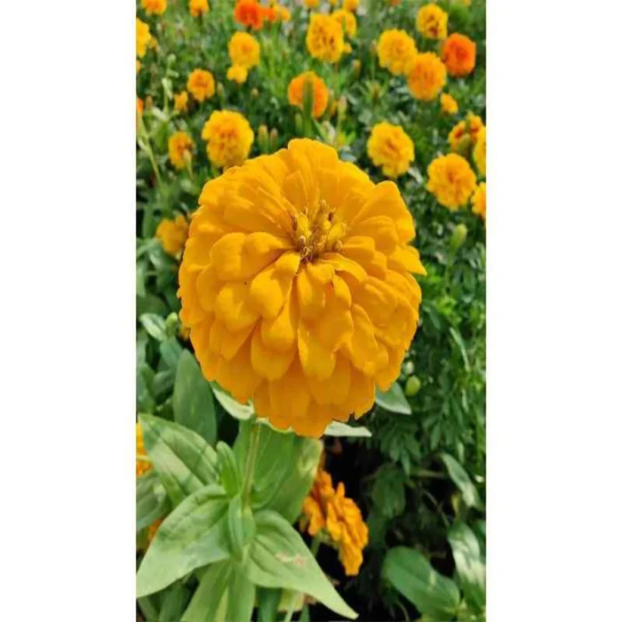 Zinnia