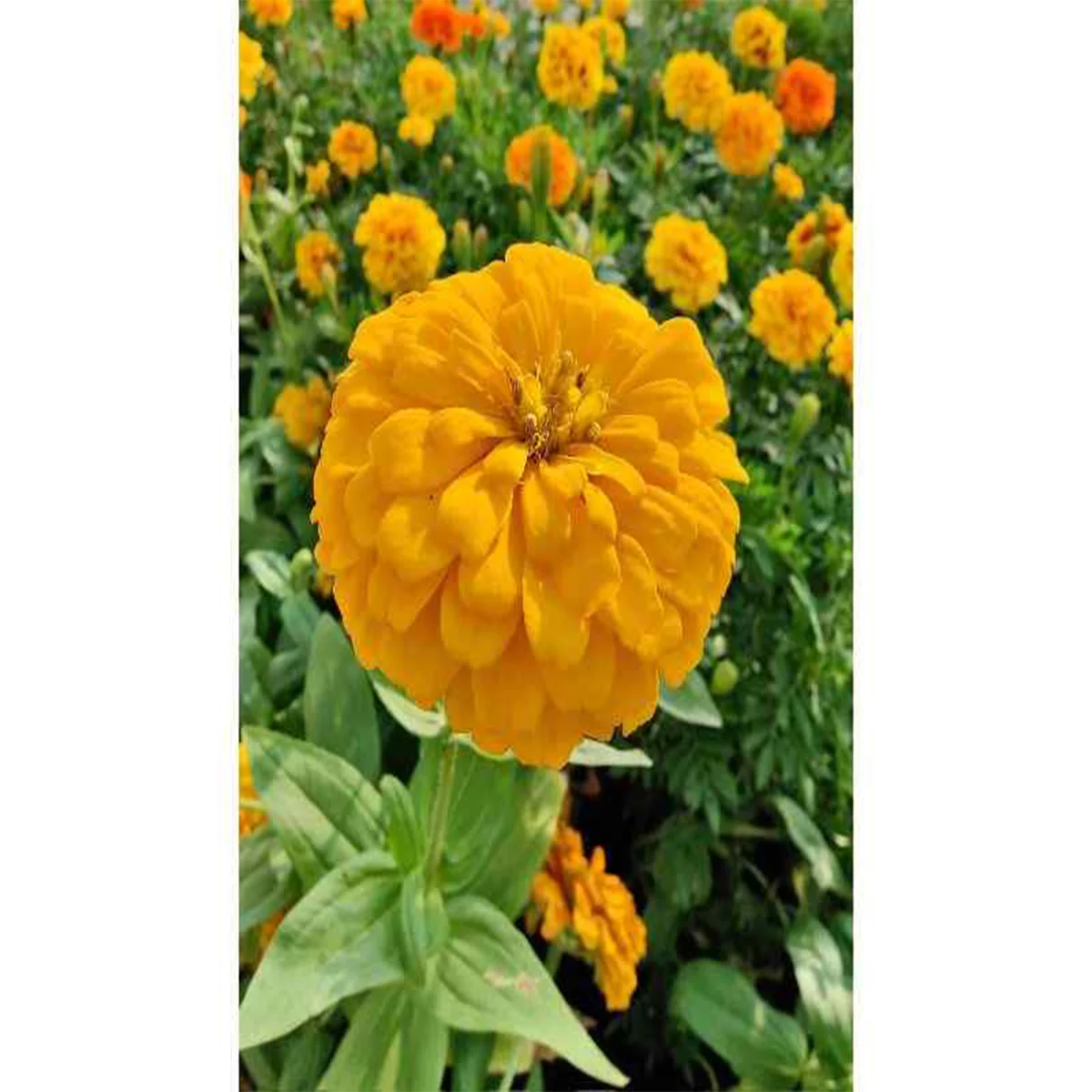 Zinnia PLANT IN DUBAI